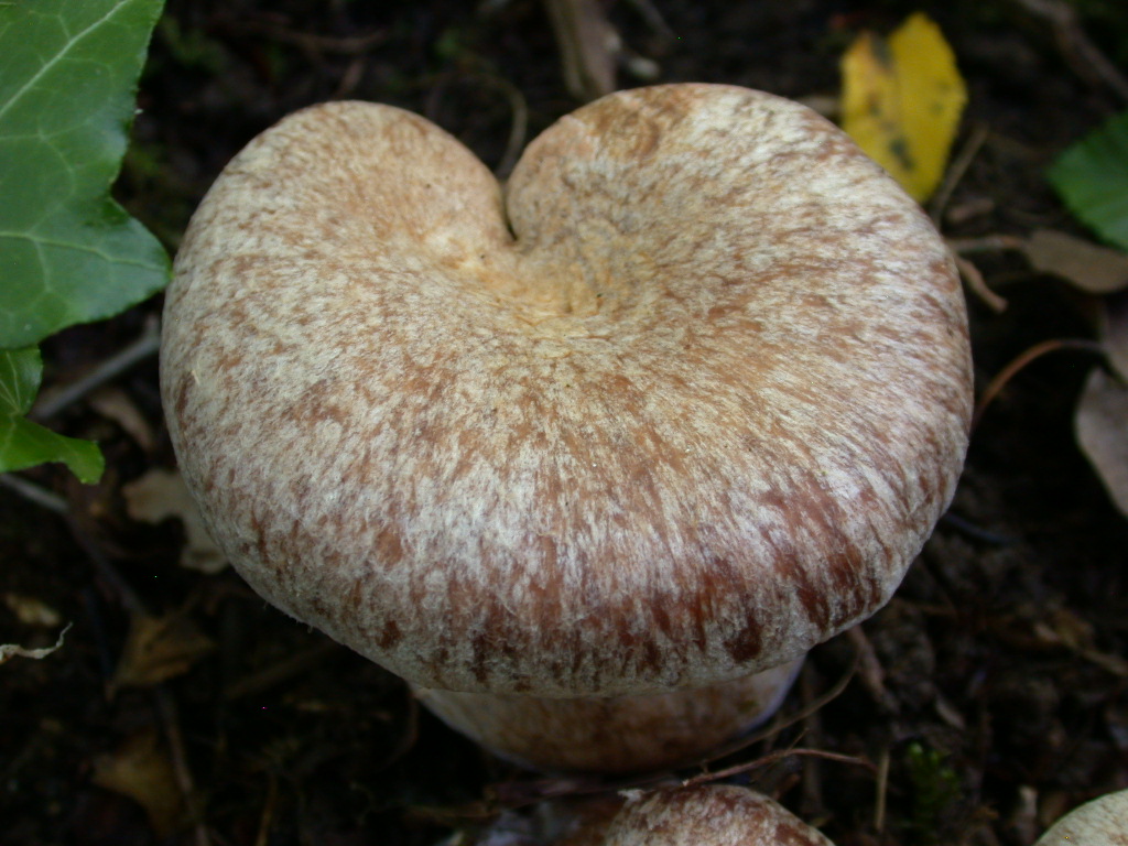 Fungo un p� insolito...